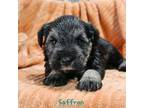 Schnauzer (Miniature) Puppy for sale in Goshen, IN, USA