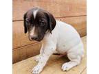 German Wirehaired Pointer Puppy for sale in Des Moines, IA, USA