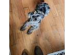 Mutt Puppy for sale in Eldersburg, MD, USA
