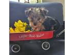 Yorkshire Terrier Puppy for sale in Sullivan, OH, USA