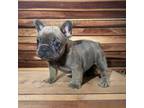 French Bulldog Puppy for sale in Monett, MO, USA