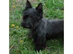 Scottish Terrier Puppy for sale in Madison, SD, USA