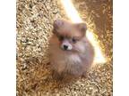 Pomeranian Puppy for sale in Connersville, IN, USA