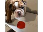 Bulldog Puppy for sale in Beloit, WI, USA