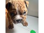 Bulldog Puppy for sale in Beloit, WI, USA