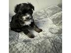Mutt Puppy for sale in Jamaica, NY, USA