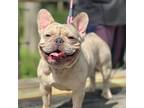 French Bulldog Puppy for sale in Slidell, LA, USA