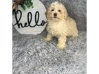Shih-Poo Puppy for sale in Indianapolis, IN, USA