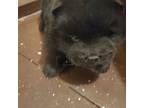 Chow Chow Puppy for sale in Richmond Hill, NY, USA