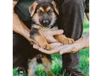 German Shepherd Dog Puppy for sale in Granada Hills, CA, USA
