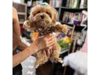 Maltipoo Puppy for sale in Lewisville, TX, USA