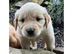 Golden Retriever Puppy for sale in Winfield, TN, USA