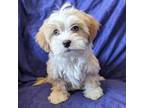 Shih-Poo Puppy for sale in Matthews, NC, USA