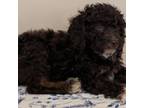 Poodle (Toy) Puppy for sale in Matthews, NC, USA