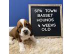 Basset Hound Puppy for sale in Ballston Spa, NY, USA
