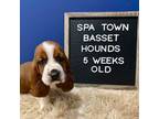 Basset Hound Puppy for sale in Ballston Spa, NY, USA