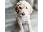 Goldendoodle Puppy for sale in Florence, AZ, USA
