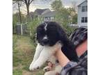 Newfoundland Puppy for sale in Pasadena, MD, USA