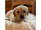 Golden Retriever Puppy for sale in Annabella, UT, USA