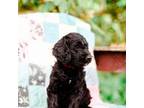 Mutt Puppy for sale in Hendersonville, NC, USA