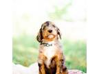 Mutt Puppy for sale in Hendersonville, NC, USA