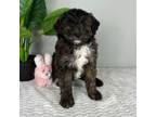 Mutt Puppy for sale in Indianapolis, IN, USA