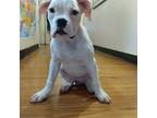 Boxer Puppy for sale in Salem, MA, USA