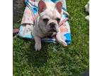 French Bulldog Puppy for sale in Batesville, IN, USA