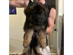 German Shepherd Dog Puppy for sale in Waterloo, NY, USA