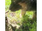 German Shepherd Dog Puppy for sale in Waterloo, NY, USA