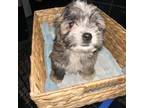 Shih Tzu Puppy for sale in Fresno, CA, USA