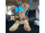 Yorkshire Terrier Puppy for sale in Leesville, SC, USA