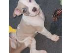 American Pit Bull Terrier Puppy for sale in Spring, TX, USA