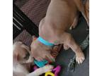 American Pit Bull Terrier Puppy for sale in Spring, TX, USA