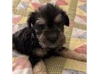 Schnauzer (Miniature) Puppy for sale in Ozark, AR, USA