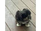 Havanese Puppy for sale in Lillian, AL, USA