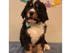 Mutt Puppy for sale in Purcell, OK, USA