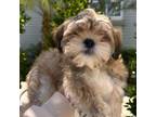 Shih Tzu Puppy for sale in San Jose, CA, USA