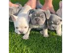 French Bulldog Puppy for sale in Norco, CA, USA