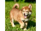 Alaskan Malamute Puppy for sale in Knoxville, TN, USA