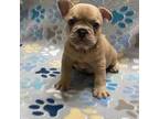 French Bulldog Puppy for sale in Columbus, GA, USA
