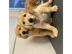 Golden Retriever Puppy for sale in Woodland Hills, CA, USA