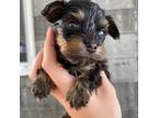 Mutt Puppy for sale in Norwood, OH, USA