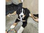 Bernese Mountain Dog Puppy for sale in Iowa City, IA, USA