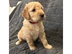 Goldendoodle Puppy for sale in Twinsburg, OH, USA