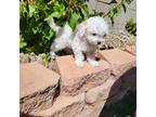 Maltipoo Puppy for sale in Las Vegas, NV, USA