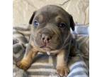 Olde Bulldog Puppy for sale in Huntsville, AL, USA