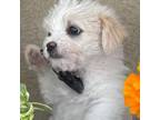 Maltese Puppy for sale in Lutz, FL, USA
