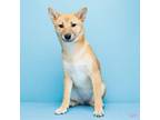 Shiba Inu Puppy for sale in Fort Lauderdale, FL, USA
