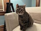 Oliver2 Domestic Shorthair Adult Male